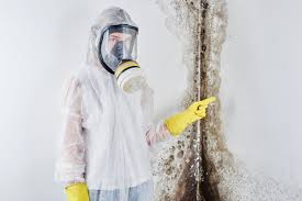 Why You Should Choose Our Mold Remediation Services in Lexington, MI